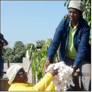 Cotton farmers Daisy Ngwenya (left) and Noma Nkosi show off the high-quality cotton they produced despite tough conditions in Mpumalanga.