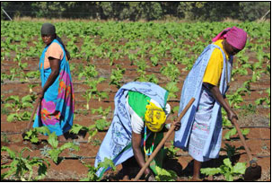 Agriculture and food security were high on the agenda of the 22nd Ordinary Session of the African Union Assembly.