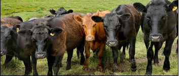 The Mpumalanga Department of Agriculture, Rural Development and Land Administration handed over cattle to farmers in the province as part of the department’s Masibuyele Esibayeni programme.