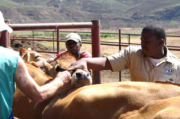 Mzwandile Duma’s passion for farming has seen him grow in the agriculture industry.