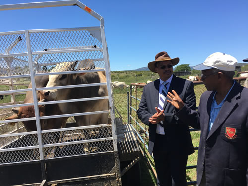 MEC Qoboshiyane with Reverend Mzoxolo Mxekeza a recipient of two Boran Bulls.