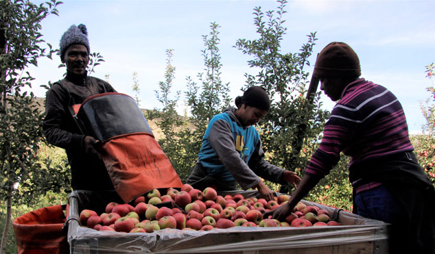 Workers at Appelkloof Workers’ Trust are now landowners with responsibility, pride and big dreams, thanks to a number of government initiatives that have turned their lives around.